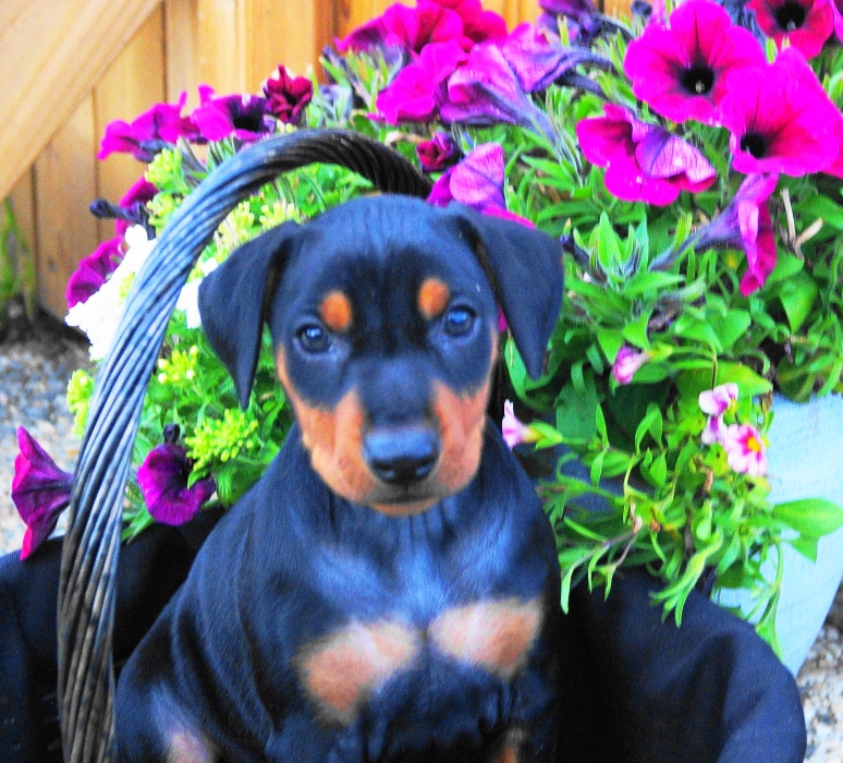 Pinscher * Xélanc Zupreme Zita 6 veckor